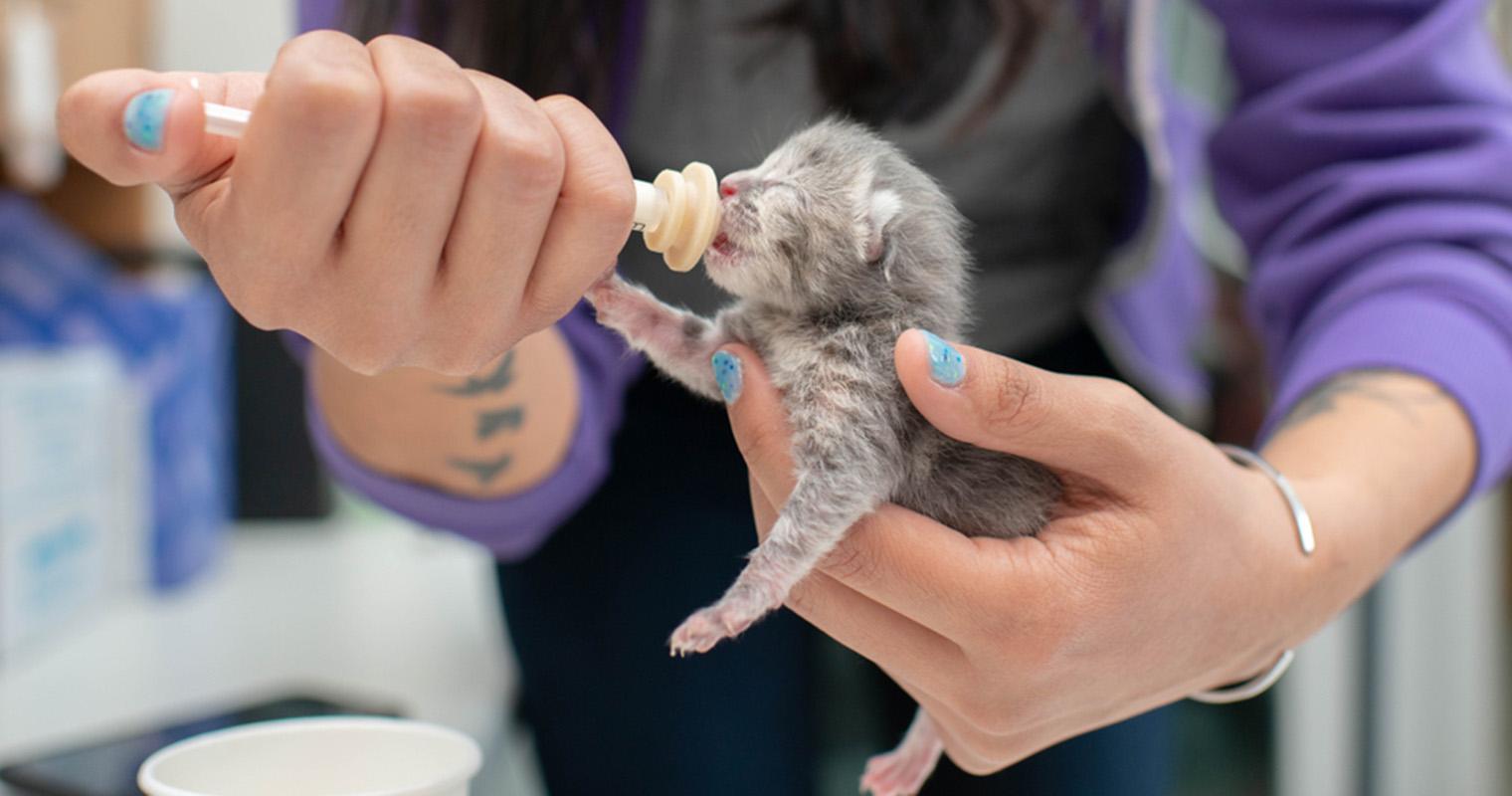 How to Bottle Feed Your Foster Kittens Like a Pro