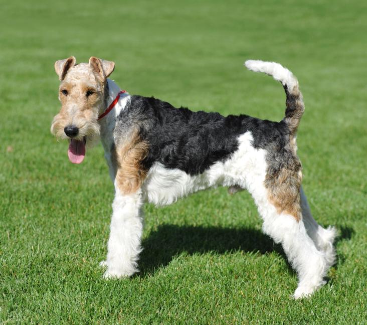 What were Wire Fox Terriers bred for?