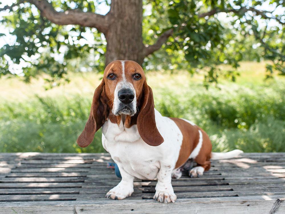 basset hound on deck