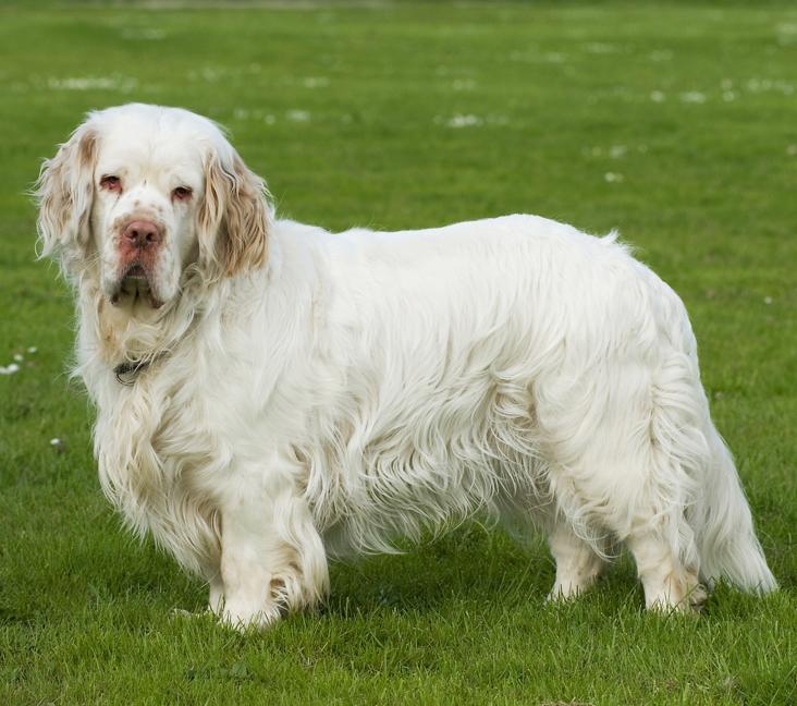 Are Clumber Spaniels easy to train?