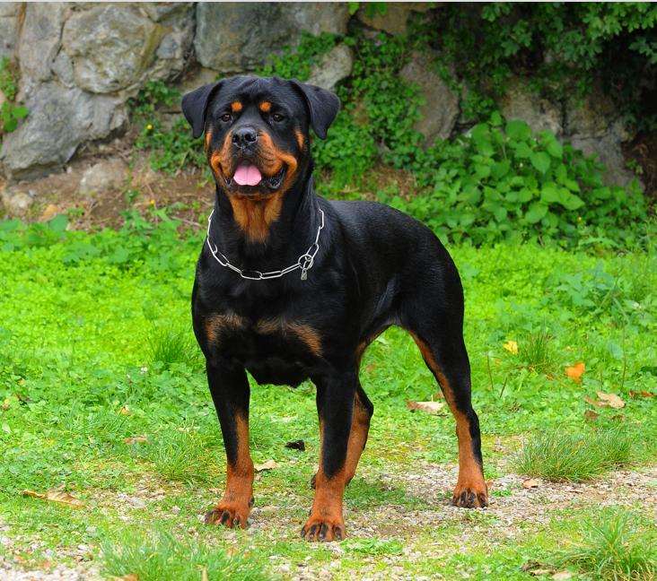 How long do Rottweilers live?