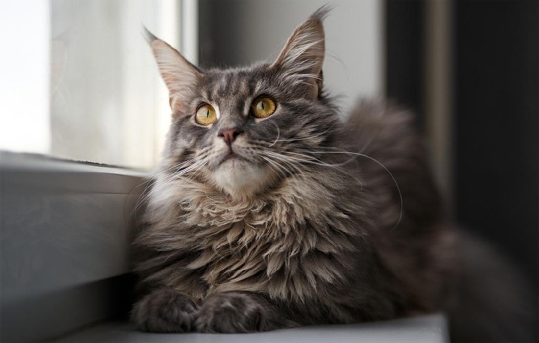 Maine Coon - gray