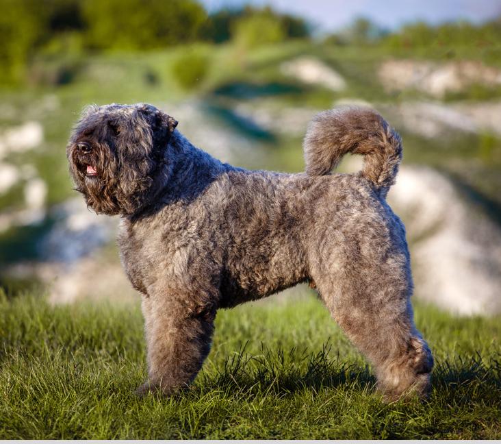 Do Bouvier dogs smell?