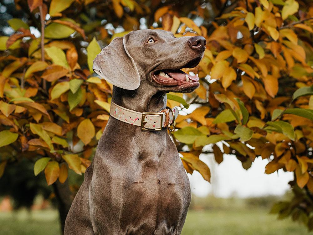 Weimaraner