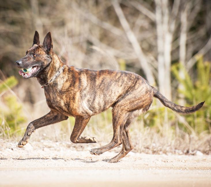 How long do Dutch Shepherds live?