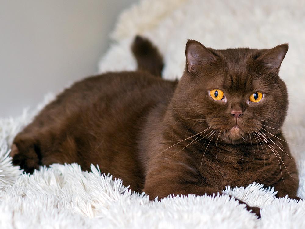 Brown cat british shorthair