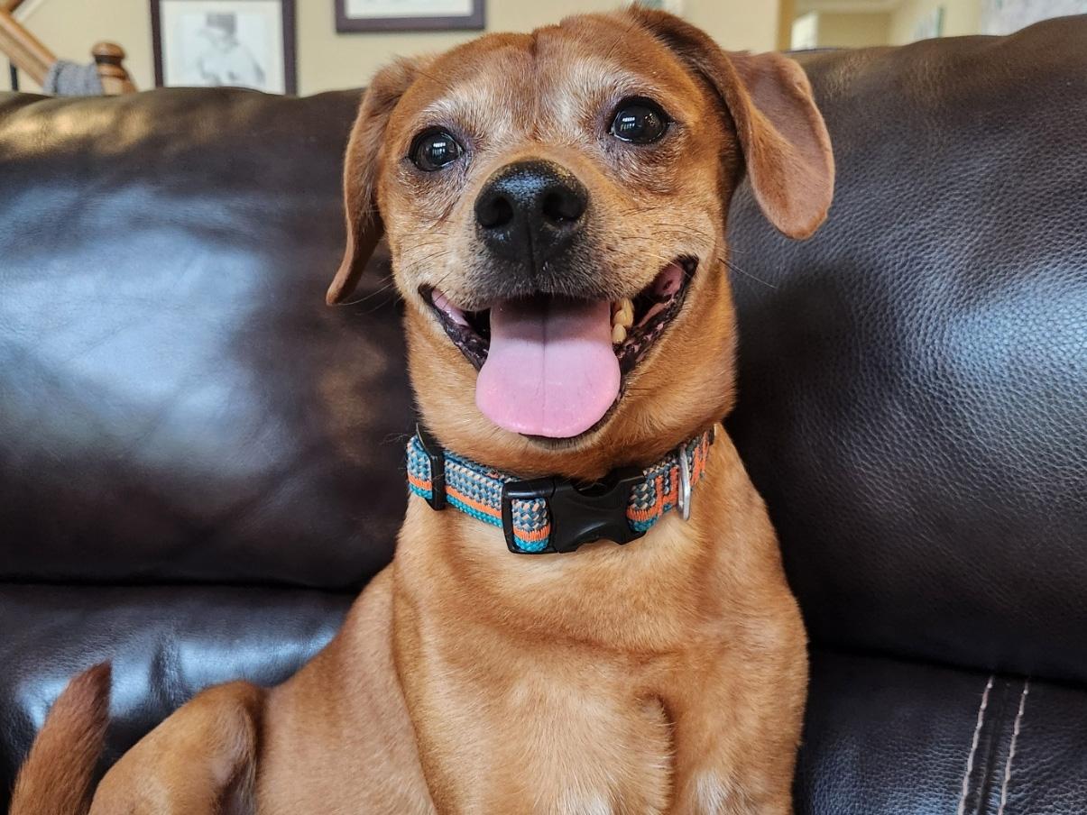 chihuahua / beagle mix