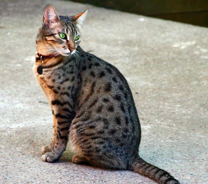 Do Egyptian Mau cats meow a lot?