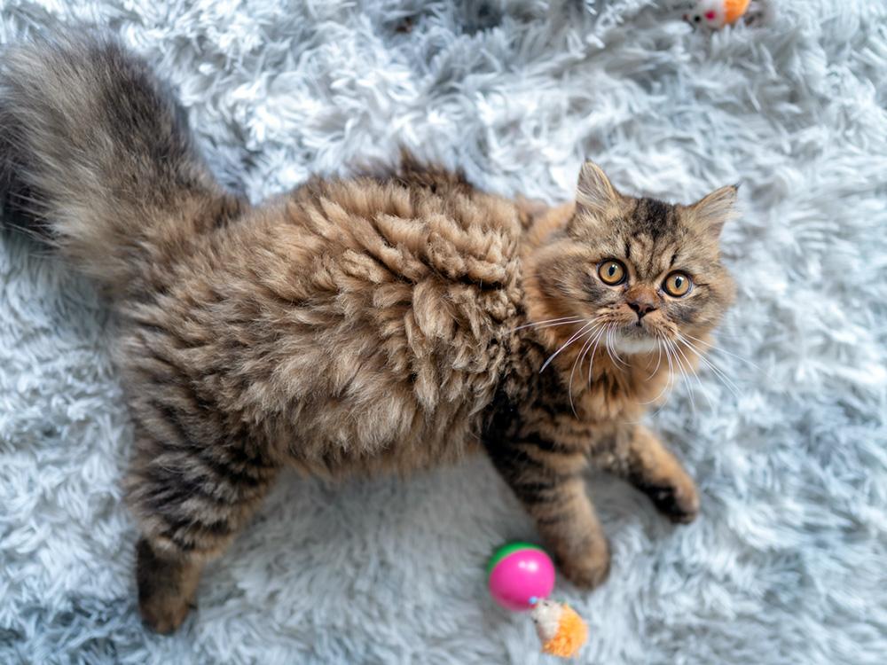 Brown persian cat