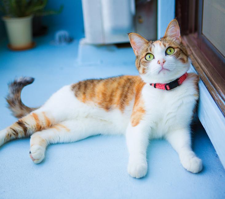 Do calico cats have whiskers?