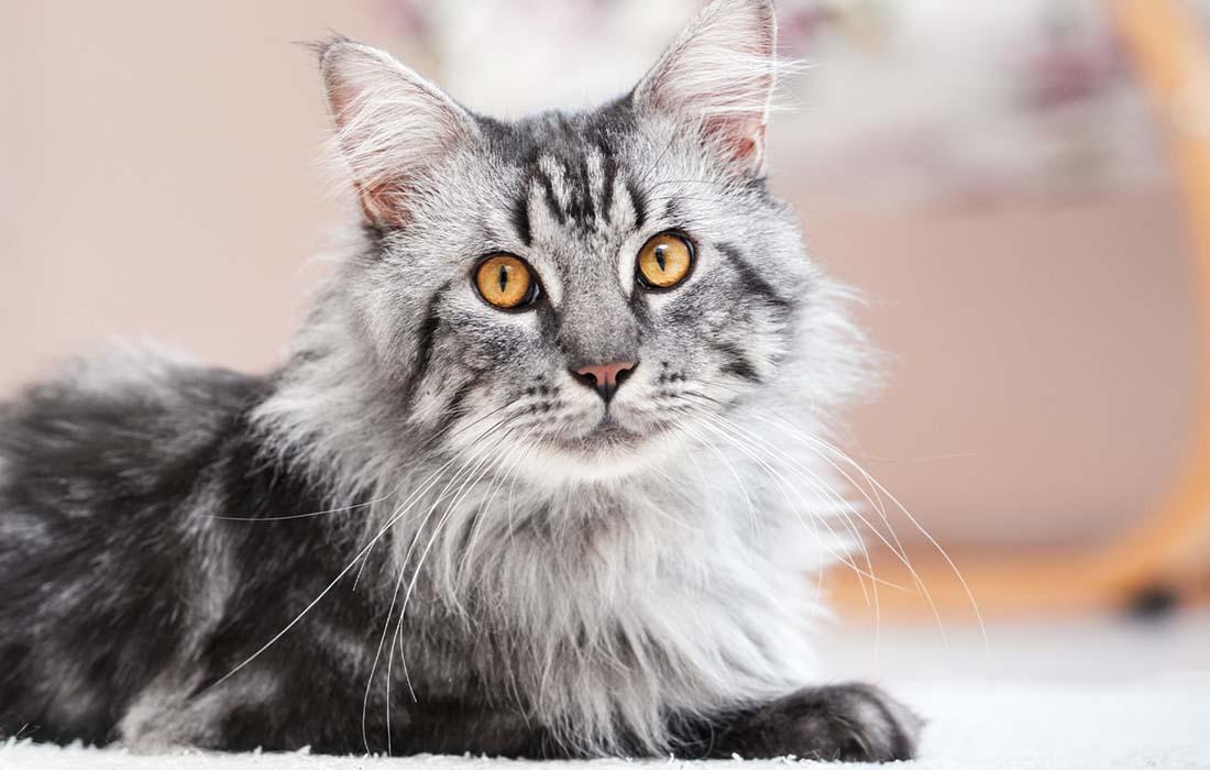 Maine Coon - gray