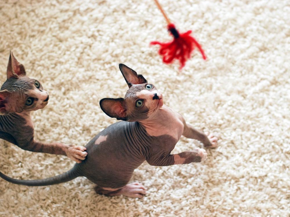 Sphynx cat