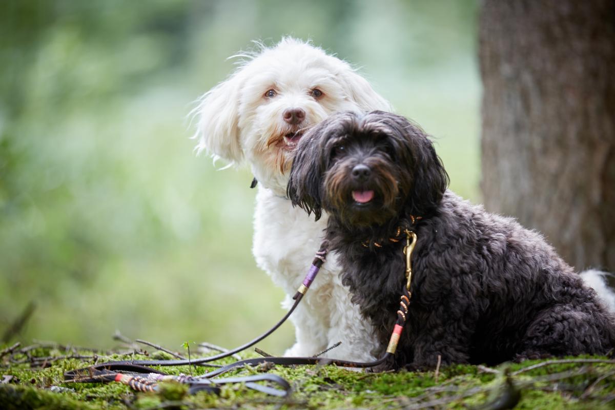 Where are Havanese from?