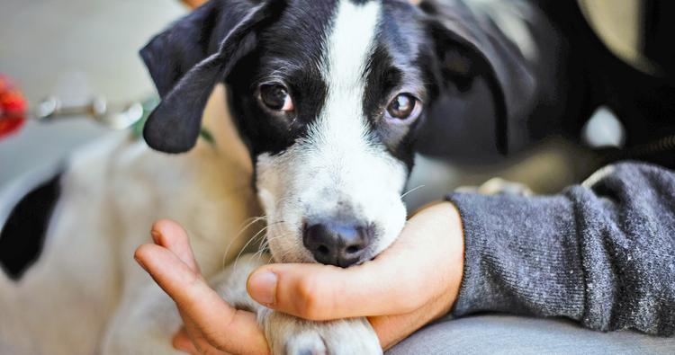 How to Volunteer at an Animal Shelter 