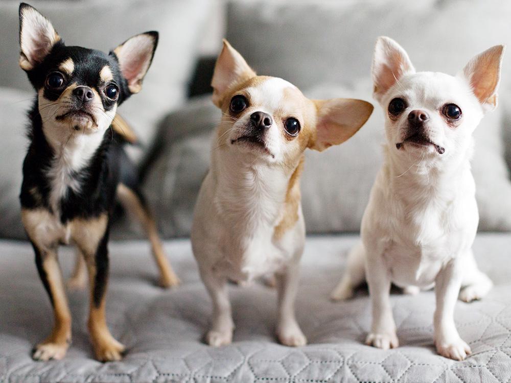 three Chihuahuas