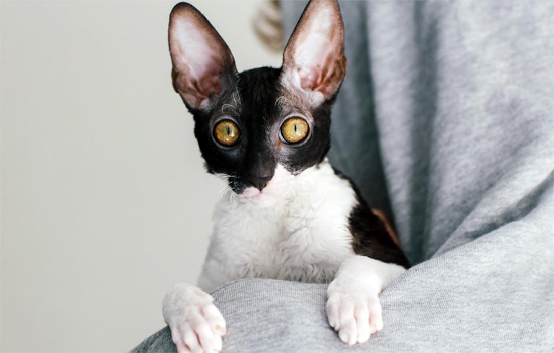 Cornish Rex - black and white