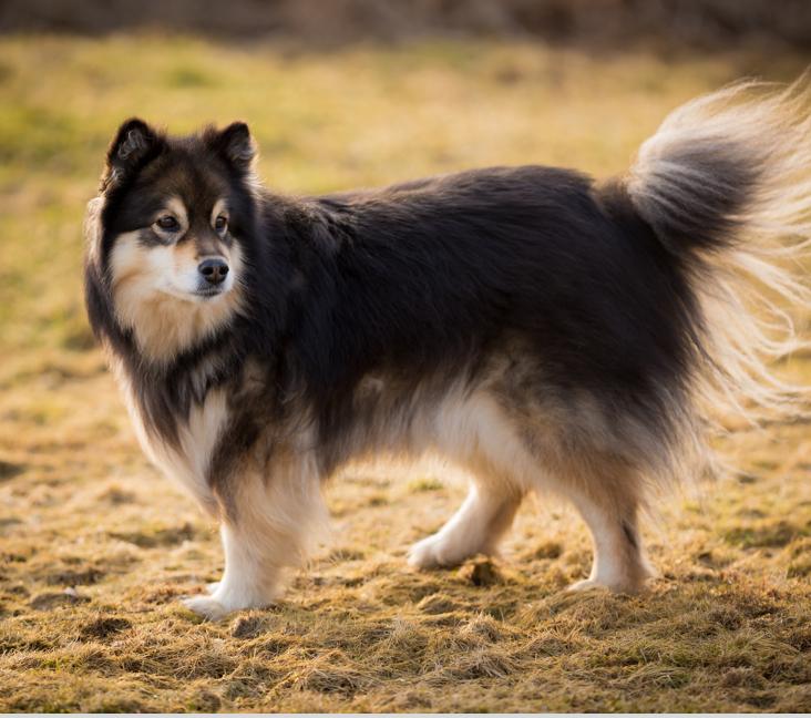 What colors do Finnish Lapphunds come in?