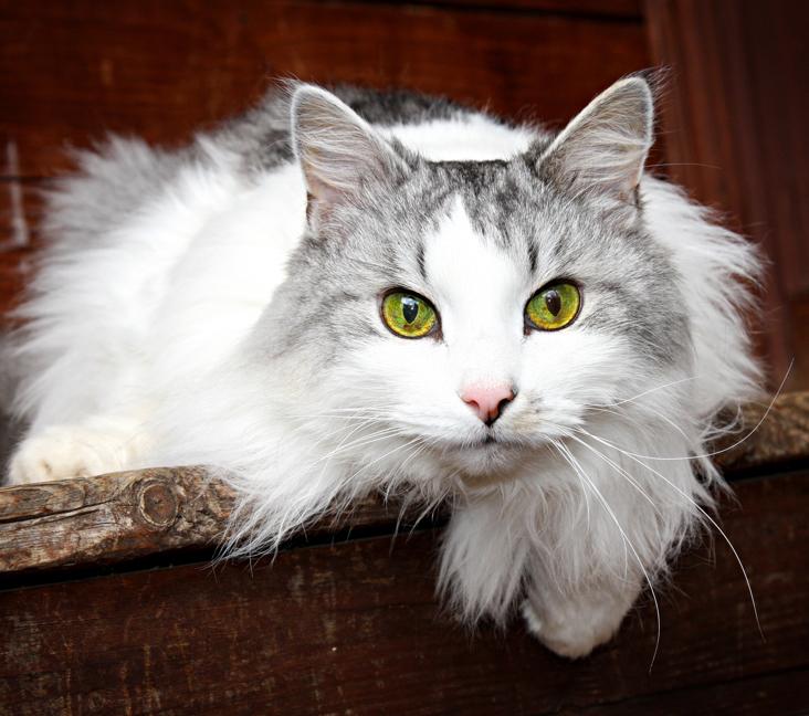 What color are Siberian cats?