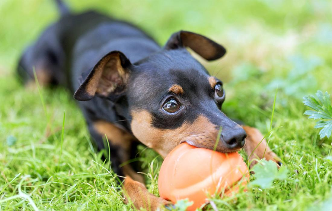 miniature-pinscher with ball