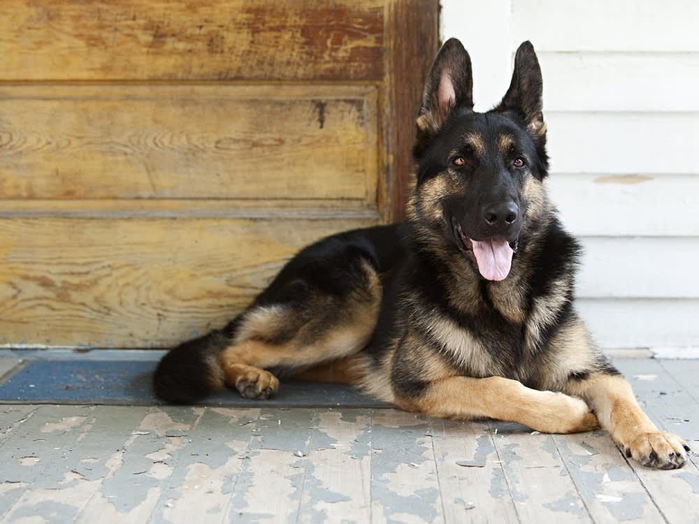 German Shepherd dog on the porch