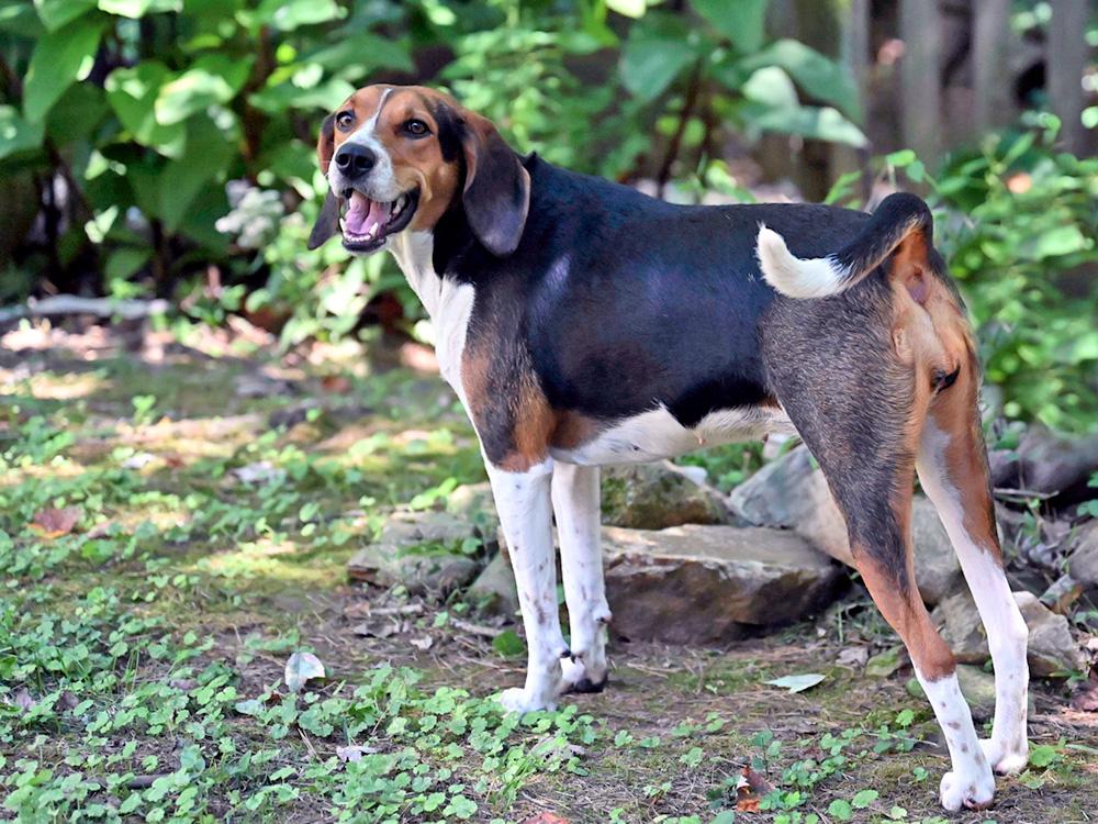 Treeing Walker Coonhound