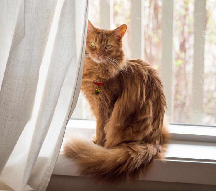 Are Somali cats good lap-cats?