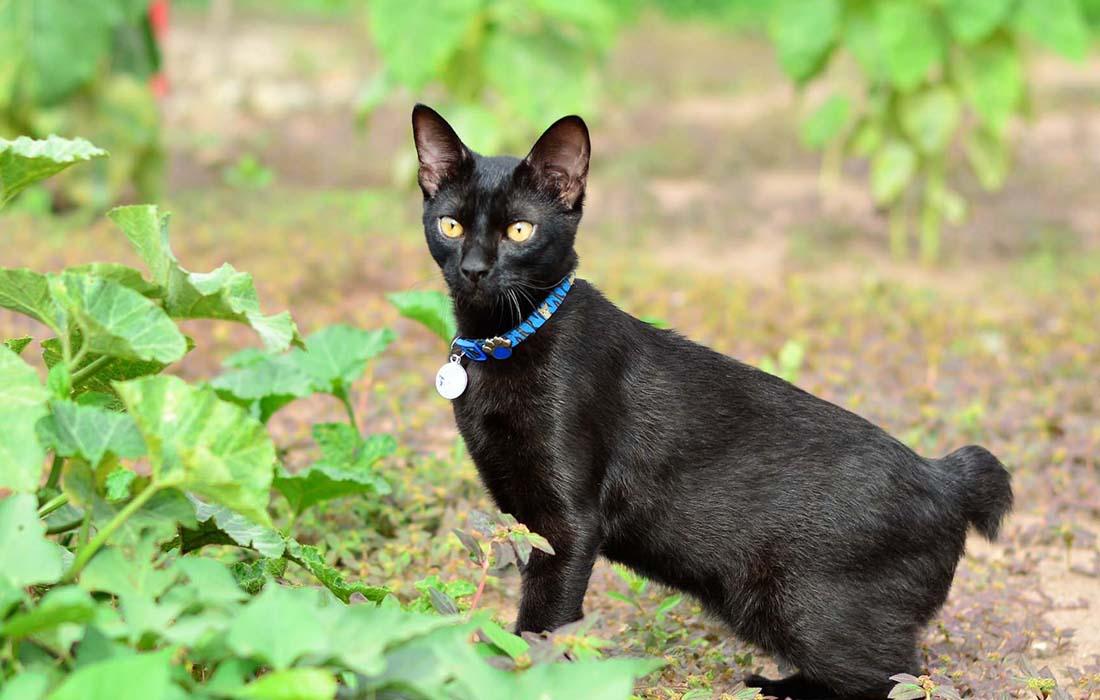 Japanese Bobtail - black