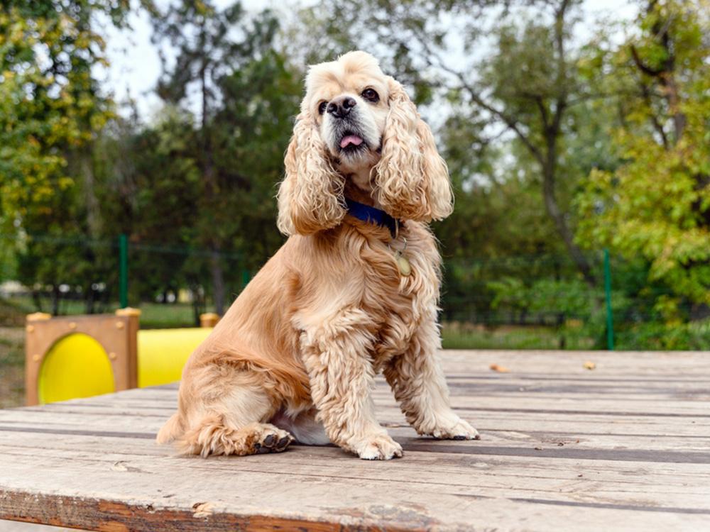 American Cocker Spaniel training in park