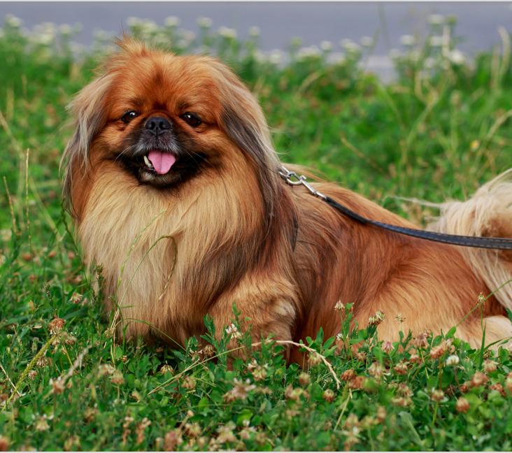 How big do Pekingese dogs get?