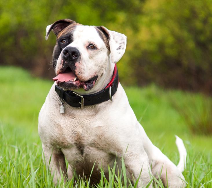 Where can I adopt an American Bulldog?