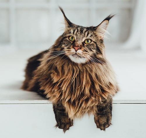 Are there different types of Maine Coon cats? - Adopt a Pet