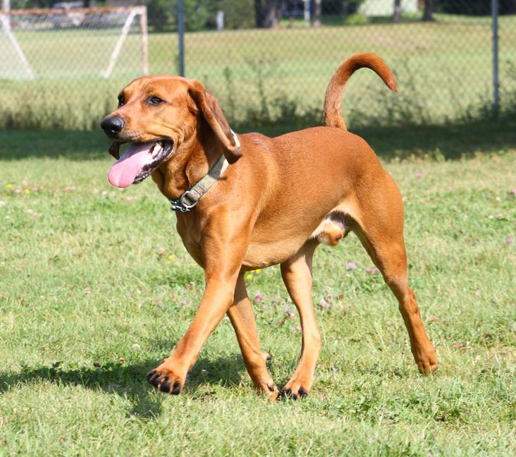 How long do Redbone Coonhounds live?