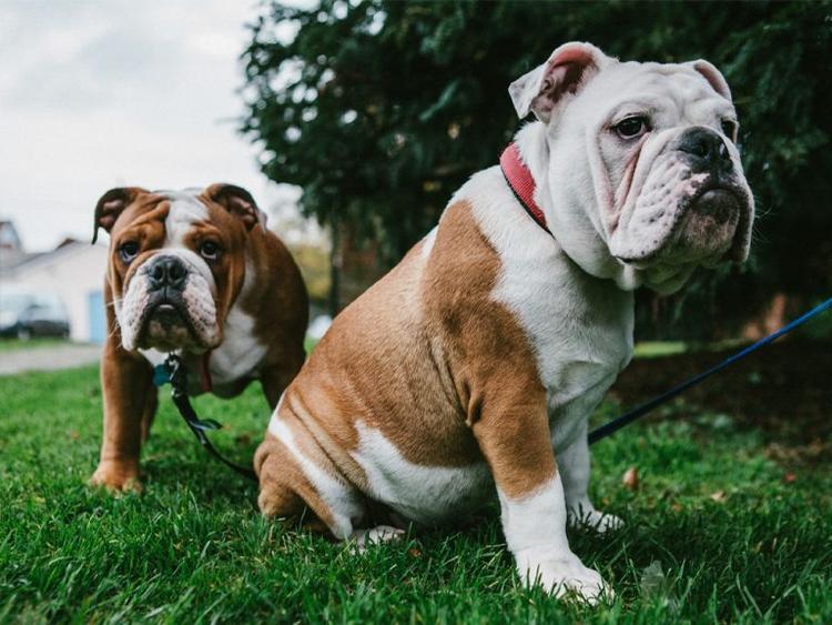 What is the Best Way to Rehome a Bulldog?