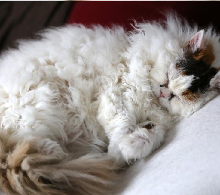 How big do Selkirk Rex cats get?