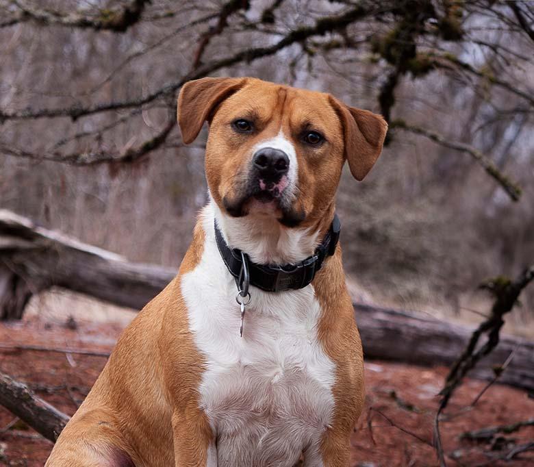 How many types of American Staffordshire Terriers are there?