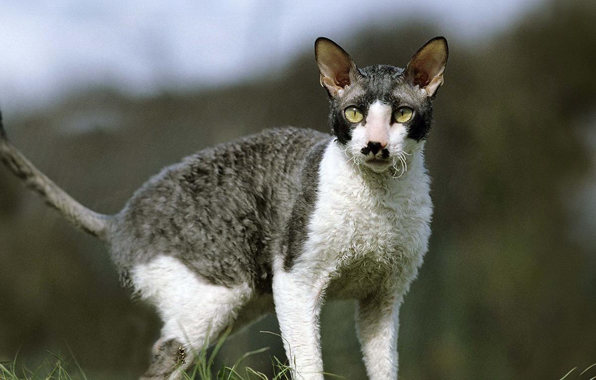 Cornish Rex - black and white