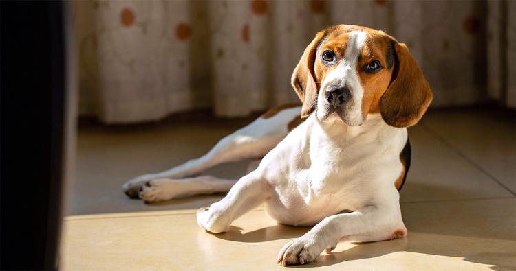 Do You Have to Pay to Rehome a Beagle?