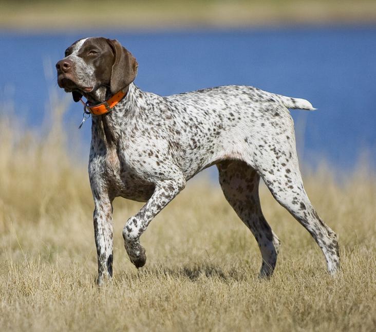 Do Pointers bark a lot?