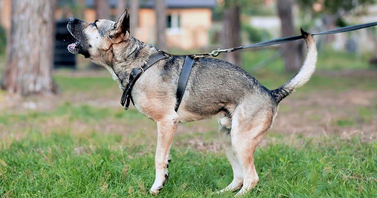 What is Nuisance Dog Barking?