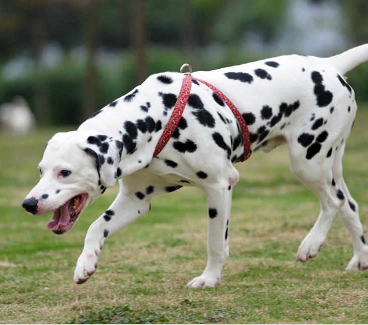 How big do Dalmatians get?