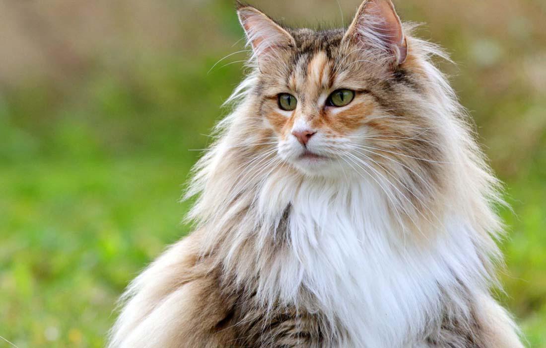 Norwegian Forest Cat - Red and white