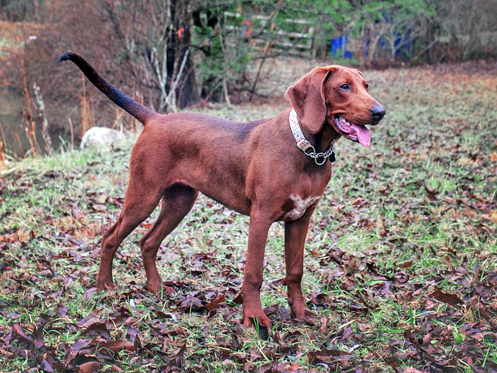 Redbone Coonhound Standing by Pond