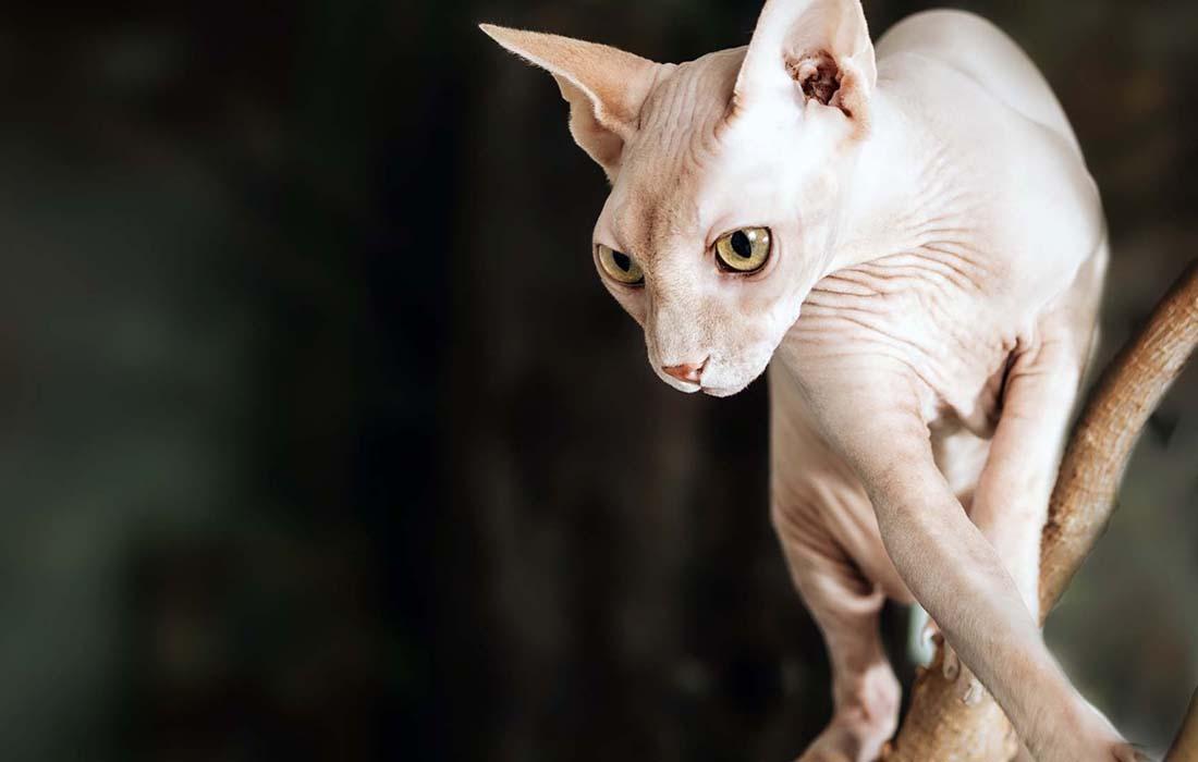 Sphynx - nude