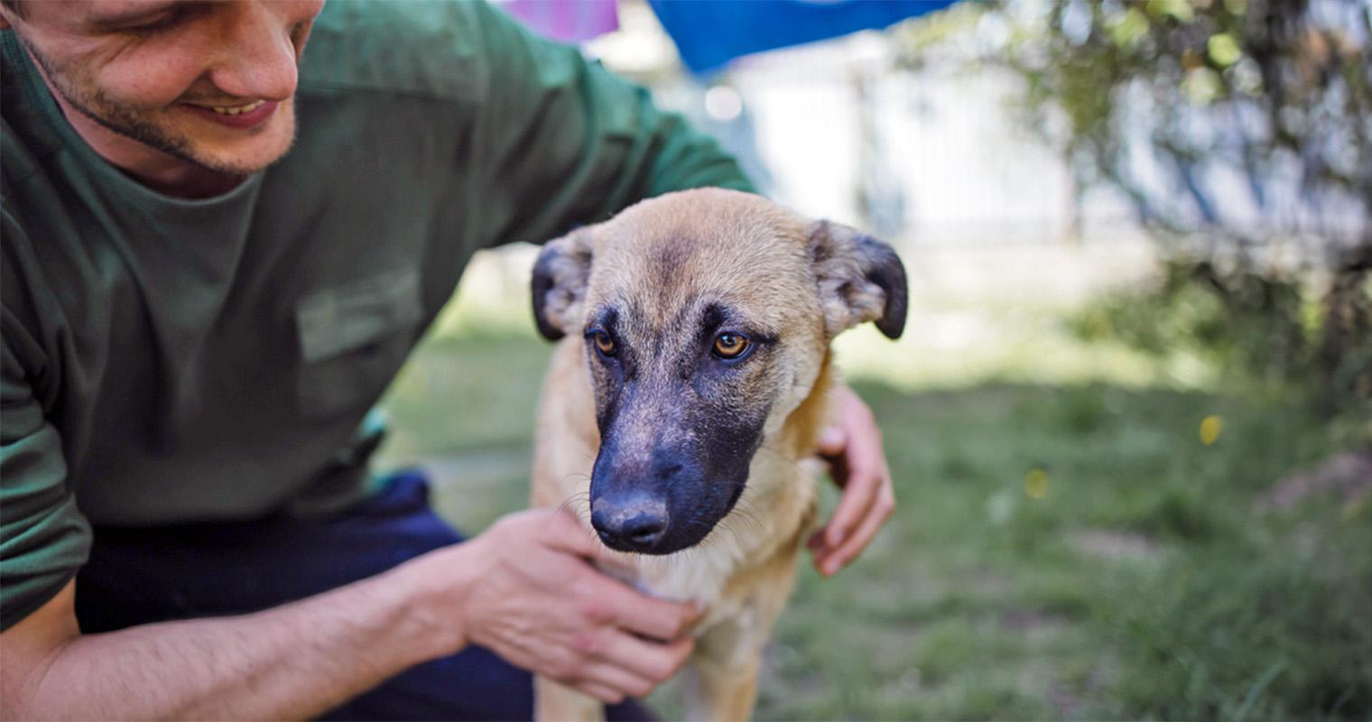 What to Know Before Adopting an Abused or Neglected Dog