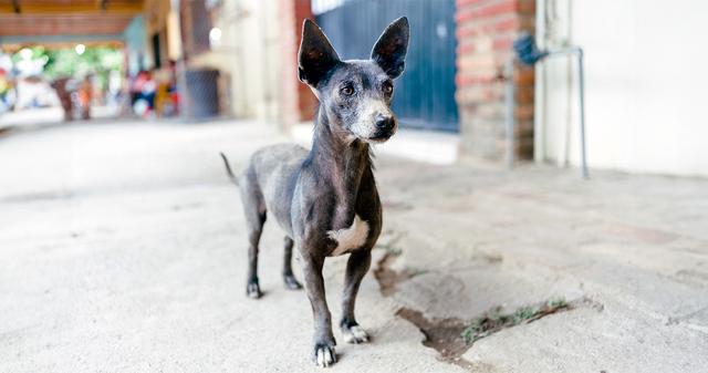 The Crusade to Save Mexican Street Dogs