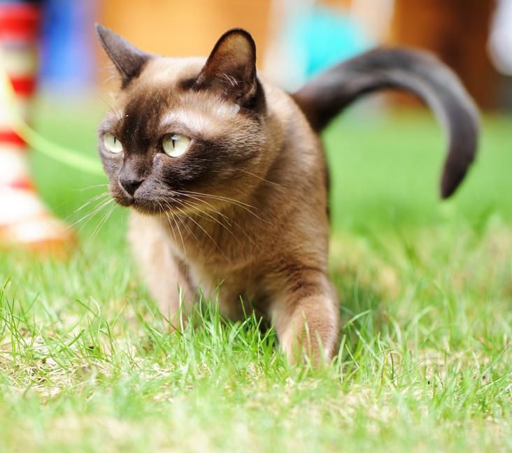 Do European Burmese cats like being picked up?