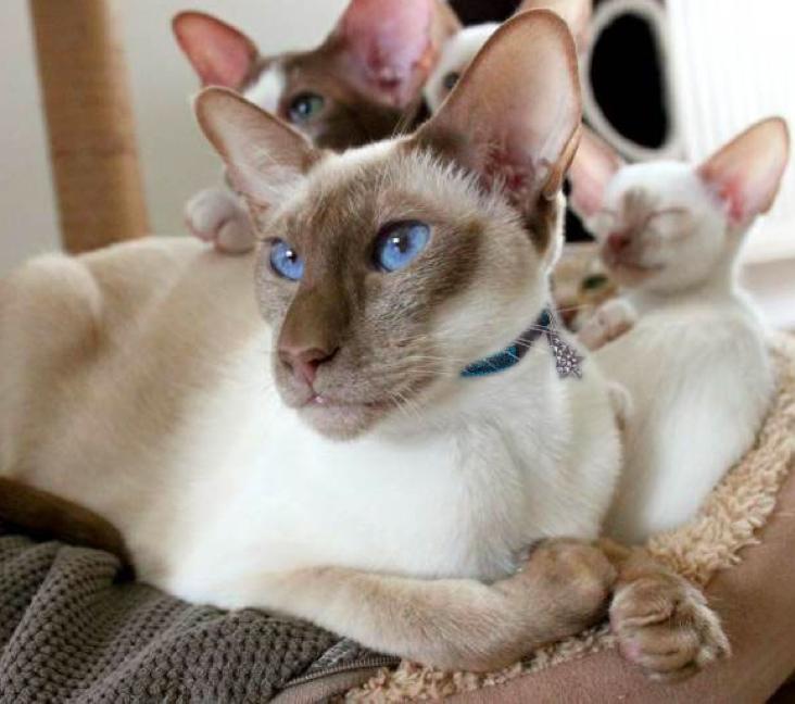 Are Colorpoint Shorthair cats good indoor cats?