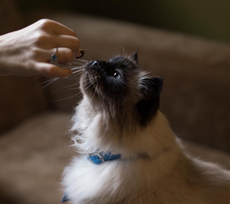 How long do Himalayan cats live?