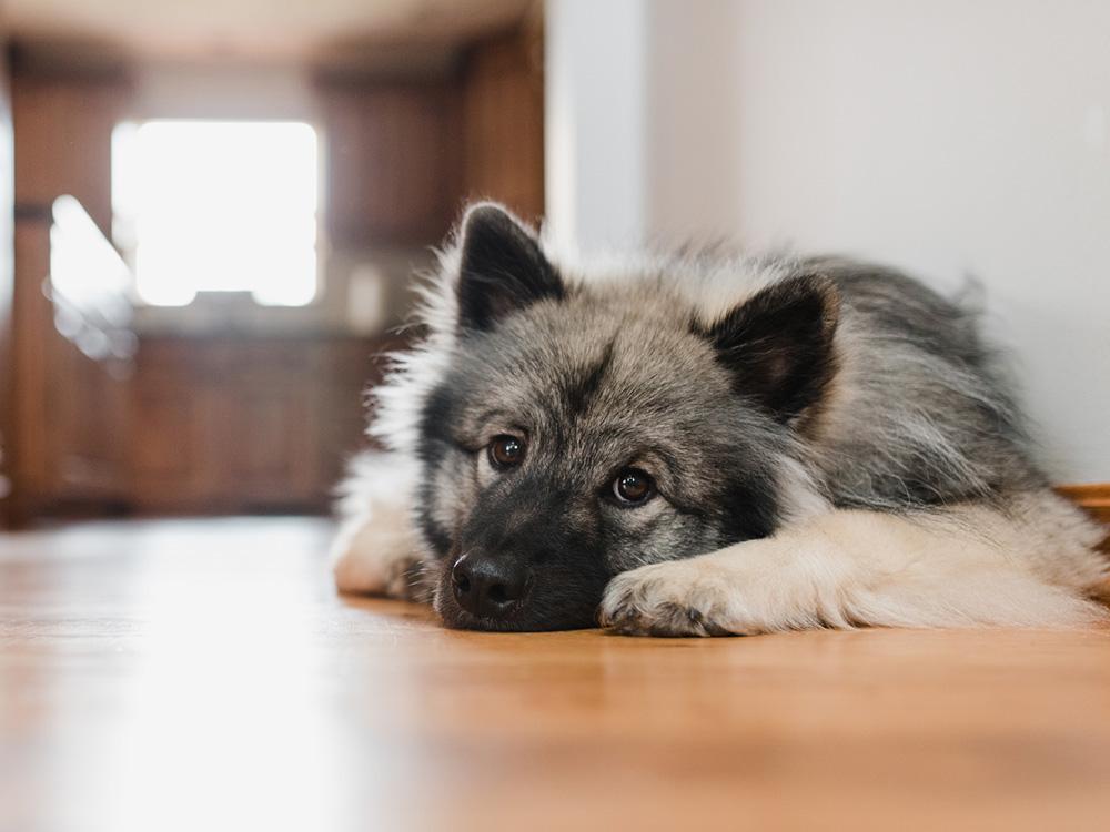 Keeshond lying down