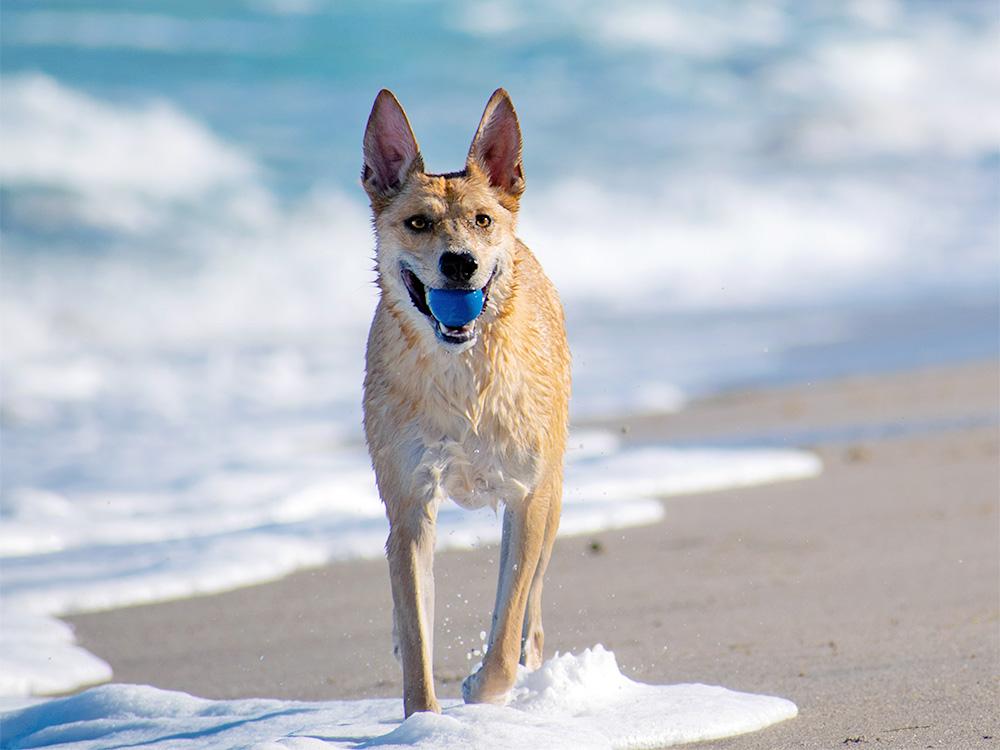 Carolina Dogs playing at the beach